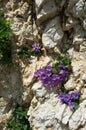 Physoplexis Comosa and Campanula Royalty Free Stock Photo