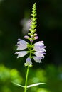 Physostegia virginiana Royalty Free Stock Photo