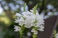 Physostegia virginiana alba, white small flowers in bloom