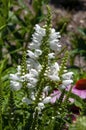 White flower stem of a physostegia virginiana or white obedient plant