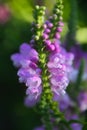 Lovely, Old-World-esque, Obedient Plant Blossoming - Physostegia virginiana