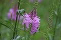 Physostegia virginiana. Violet flowers of false dragonhead, obedient plant.