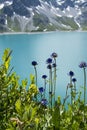 The perennial Phyteuma orbiculare or round-headed rampion or Pride of Sussex