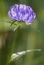 Phyteuma orbiculare flower