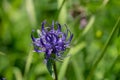 Phyteuma orbiculare flower. Common name round-headed rampion or Round head devil`s claw