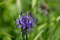 Phyteuma orbiculare flower. Common name round-headed rampion or Round head devil`s claw