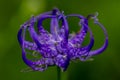 Phyteuma orbiculare flower growing in mountains, close up