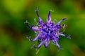 Phyteuma orbiculare flower growing in mountains