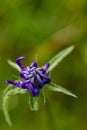Phyteuma orbiculare flower in mountains, macro