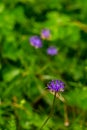 Phyteuma orbiculare flower in mountains