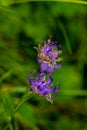 Phyteuma orbiculare flower in mountains