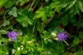 Phyteuma orbiculare flower in mountains