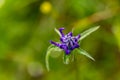 Phyteuma orbiculare flower in mountains