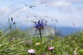 Phyteuma orbiculare montanum in bloom, wild flower