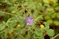 Quirky and curious flower of Phyteuma orbiculare on mountain trail.