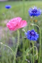 Phyteuma Orbiculare Wildflowers and Pink Poppy