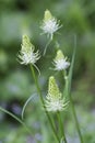 Phyteuma spicatum flowers, closeup