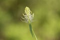 Phyteuma spicatum, the spiked rampion, is a plant in the Campanulaceae family. Phyteuma spicatum flowers, closeup.