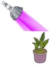 Phyto lamp bulb with spectrum light and plant in flower pot. Red and blue LED lights for growing plants. Scheme of