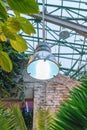 Phyto lamps for plant growth in the winter season in the greenhouse / hothouse. Artificial lighting of plants in short daylight
