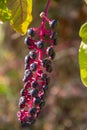 Phytolacca acinosa, american pokeweed, wild plants with purple berries close-up Royalty Free Stock Photo