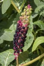 Phytolacca acinosa, Indian pokeweed, foliage and fruit