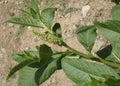 Phytolacca acinosa, indian pokeweed, Himalayan Pokeweed