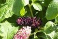 Phytolacca acinosa Roxb. or Indian poke. Natural close up photo. Royalty Free Stock Photo