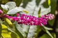 Phytolacca americana, also known as American pokeweed, pokeweed, poke sallet, dragonberries, and inkberry, is a poisonous,