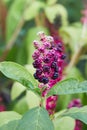 Phytolacca americana, also known as American pokeweed, pokeweed,