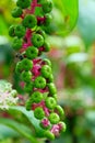 Phytolacca americana, also known as American pokeweed, pokeweed, poke sallet, or poke salad