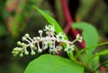 Phytolacca americana, also known as American pokeweed, pokeweed, poke sallet, or poke salad