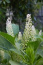Phytolacca americana, also known as American pokeweed, pokeweed, poke sallet, or poke salad, is a poisonous,
