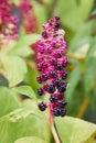 Phytolacca americana, also known as American pokeweed, pokeweed,