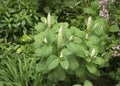 Phytolacca americana in a garden Royalty Free Stock Photo