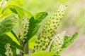 Phytolacca Americana, The American Pokeweed Or Simply Pokeweed W Royalty Free Stock Photo