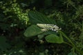 Phytolacca americana L, also known as American pokeweed, poke sallet, dragonberries, and inkberry, is a poisonous, herbaceous