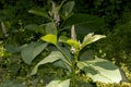 Phytolacca americana L, also known as American pokeweed, poke sallet, dragonberries, and inkberry, is a poisonous, herbaceous