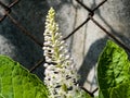 Phytolacca americana L, also known as American pokeweed, poke sallet, dragonberries, and inkberry, is a poisonous, herbaceous