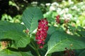 Pink flower of American pokeweed, bright in sunlight, blurred background