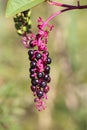 Phytolacca americana, Phytolaccaceae.