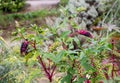 Phytolacca americana plant with ripe and green berries