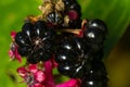 Phytolacca americana, Pokeweed berries. Garden decoration herbal plant Royalty Free Stock Photo
