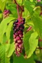 Phytolacca americana, pokeweed Royalty Free Stock Photo