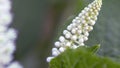 Phytolacca americana. White inflorescence swaying in the wind.