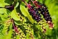 Phytolacca americana Royalty Free Stock Photo