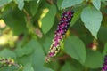 Phytolacca decandra, indian pokeweed ripening black fruits on branches.