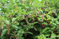 Phytolacca decandra, indian pokeweed ripening black fruits on branches. Royalty Free Stock Photo