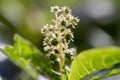 Phytolacca esculenta in bloom, white small flowers on one stem