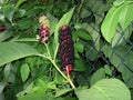 Phytolacca esculenta with fruits